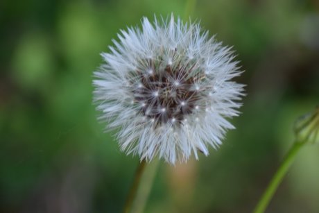 Naturedesire