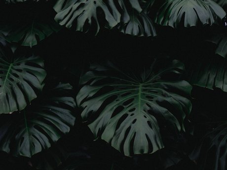 Alaston vuotanut OnlyFans-kuva Acid
