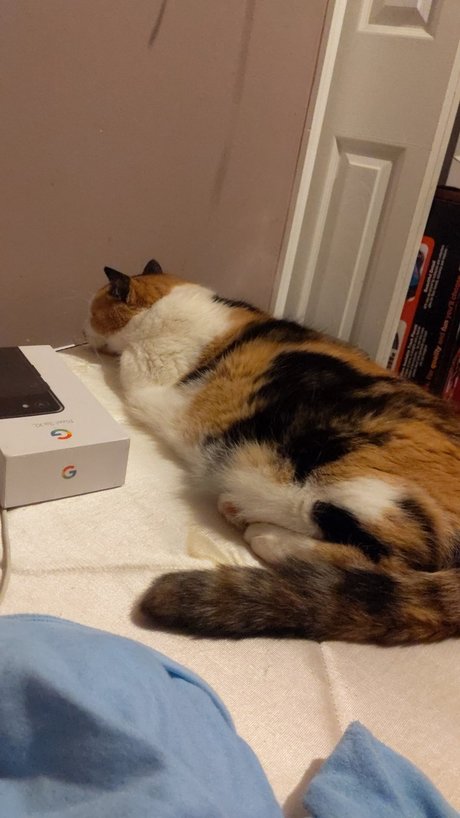 Naken läckt OnlyFans-bild av Chillingwithcats