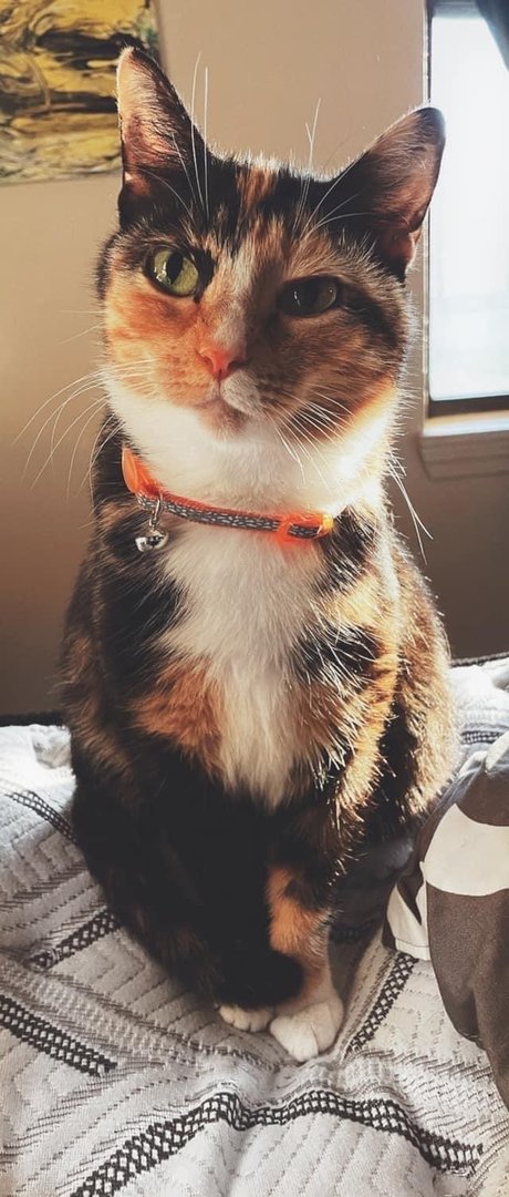 Tori