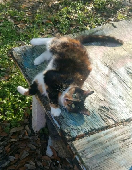 Katcalico