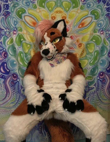 Foxanatomy