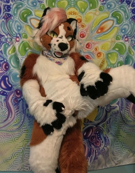 Foxanatomy