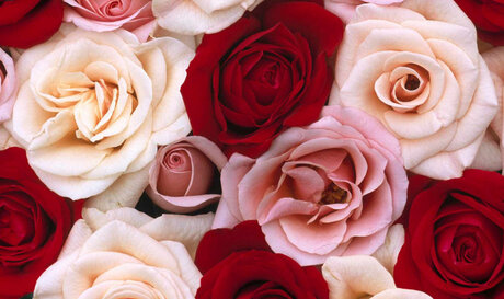 Foxy Red Rose