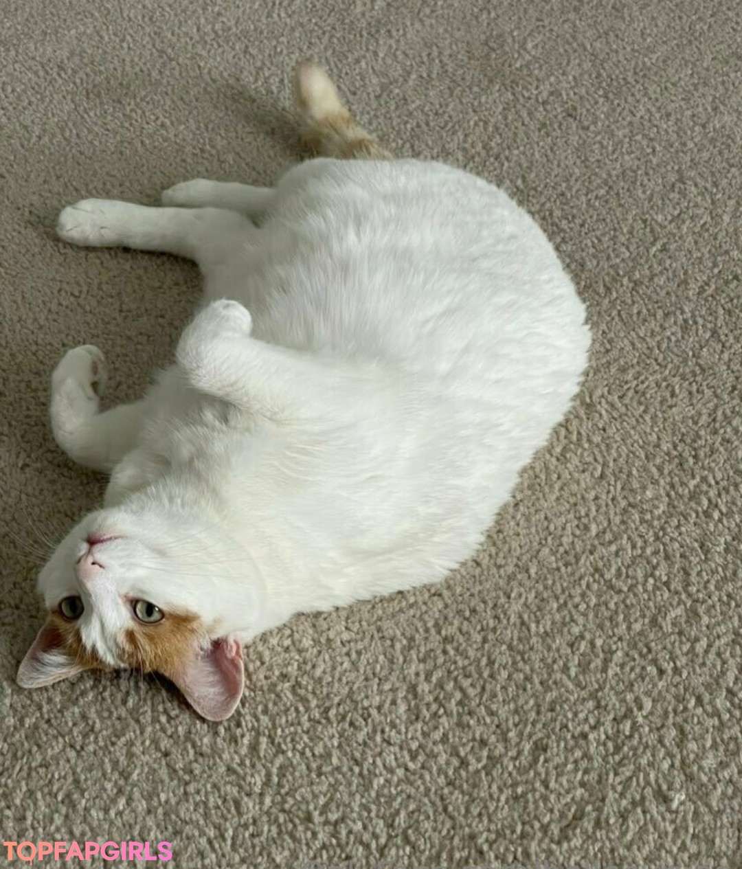 Alasti lekkinud OnlyFans-i pilt Bellecurves #93 Alasti lekkinud OnlyFans-i pilt Bellecurves #93